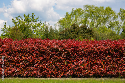 Fotografie Close up BERBERIS thunbergii f. atropurpurea 'Rose Glow' hedging.