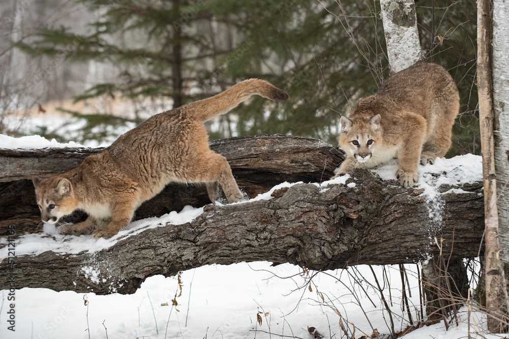 Fototapeta premium Female Cougars (Puma concolor) Knock Snow Off Hollow Log Winter