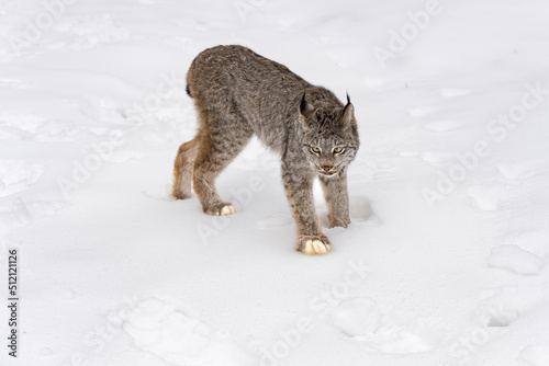 Canadian Lynx (Lynx canadensis) Looks Down While Stalking Forward Winter