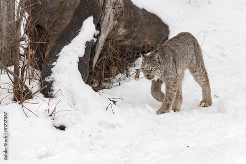 Canadian Lynx (Lynx canadensis) Walks Left Past Log in Snow Winter