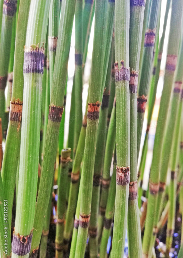 Fototapeta premium Close up of small bamboo art plant in green color