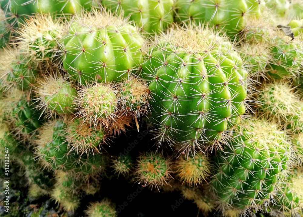 Natural cactus plant in green color Natural cactus plant in green color