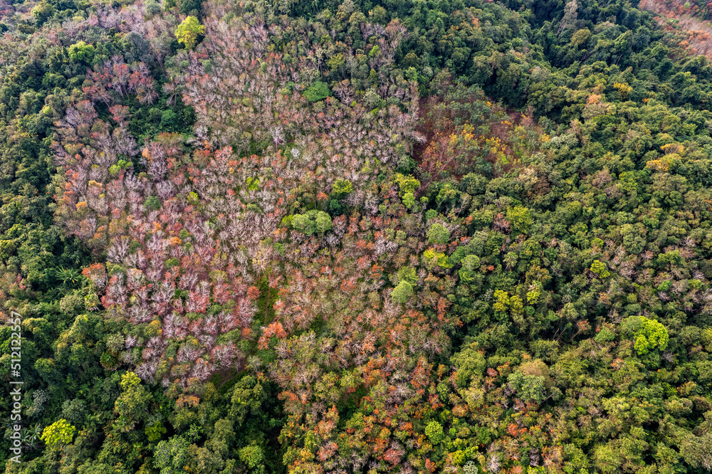 Autumn forest aerial view from drone
