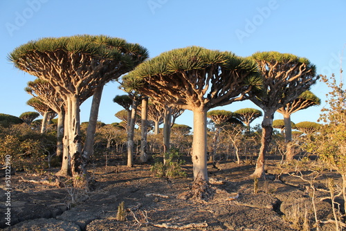 Dragon blood trees (Dracaena cinnabari) in woodland in Socotra Island in Yemen. photo