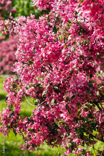 Beautiful blooming apple tree. Pink flowers