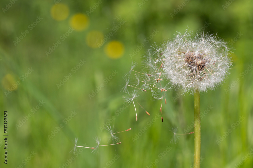 Closed Bud of a dandelion. Dandelion white flowers in green grass.