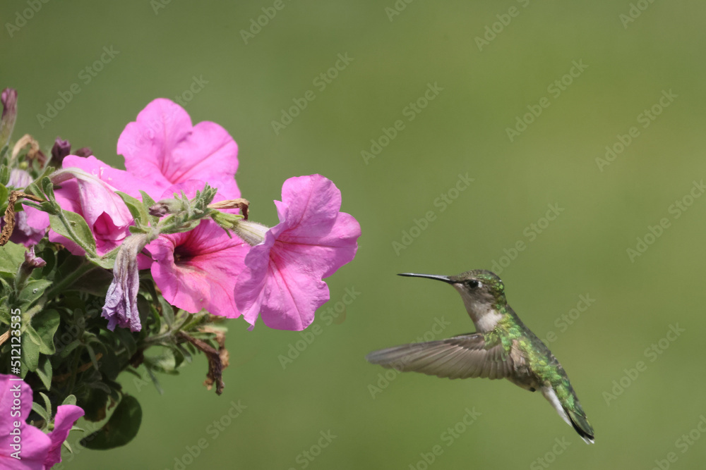 Female Ruby Throated Hummingbird eating plant nectar from Pink Petunia hanging basket in bright summer day