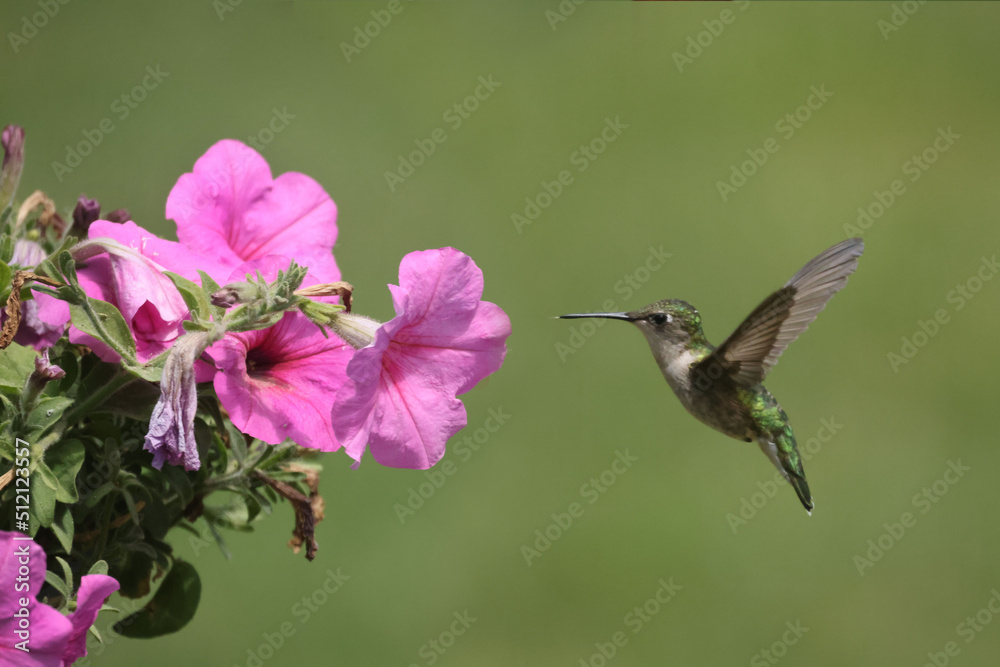 Female Ruby Throated Hummingbird eating plant nectar from Pink Petunia hanging basket in bright summer day Female Ruby Throated Hummingbird eating plant nectar from Pink Petunia hanging basket in bright summer day