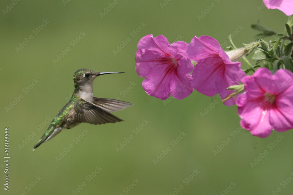 Fototapeta premium Female Ruby Throated Hummingbird eating plant nectar from Pink Petunia hanging basket in bright summer day