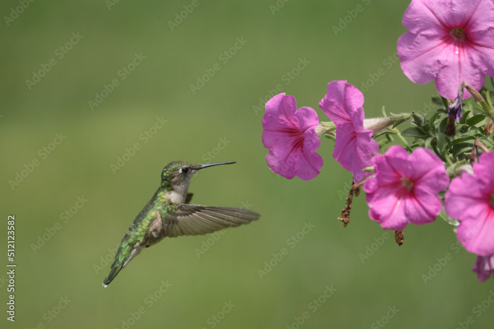 Female Ruby Throated Hummingbird eating plant nectar from Pink Petunia hanging basket in bright summer day Female Ruby Throated Hummingbird eating plant nectar from Pink Petunia hanging basket in bright summer day