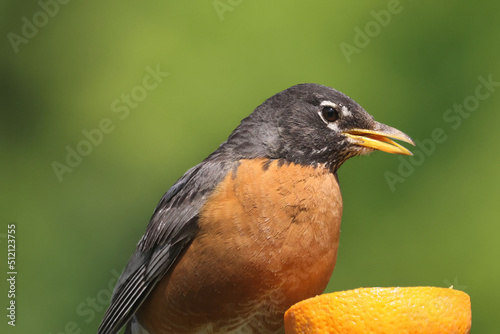 Robin eating orange meant for Baltimore Orioles on bright summer day on branch perch © Janet