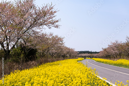People and cars pass by on the yellow canola flower road in Jeju, South Korea