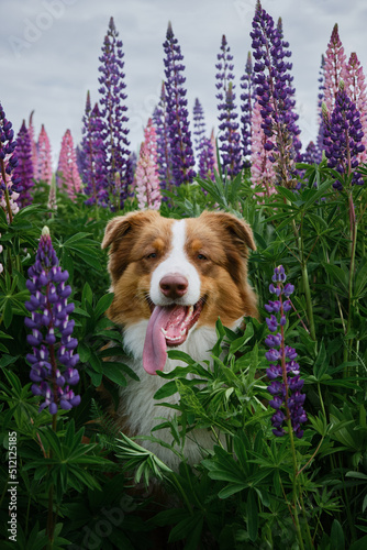 Beautiful dog sitting among wild flowers in green grass. Aussie puppy portrait. Australian Shepherd poses in lupin flowers in summer field with tongue sticking out. Pink, purple and lilac lupines.