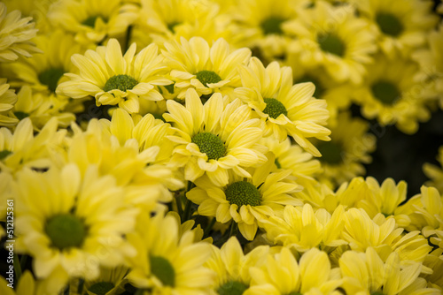 Chrysanthemum Copa yellow flowers  selctive focus 