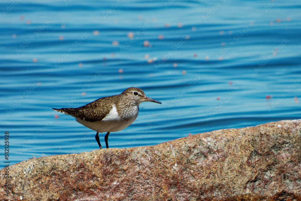 Common sandpiper (Actitis hypoleucos) on a stone near seashore. Common sandpiper (Actitis hypoleucos) on a stone near seashore.