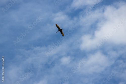 A bird flies through the sky off of Isle Royale National Park in Michigan