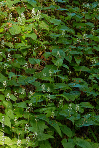 Flowering Maianthemum bifolium plants cover a hillock in forest.