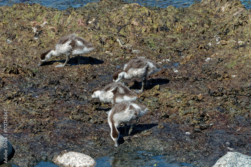 Obraz premium Four juvenile common shelducks (Tadorna tadorna) feeding in seaweed slurry near the sea.