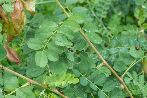 Larves de coccinelle