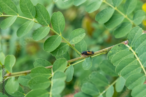 Larves de coccinelle