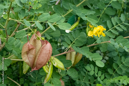Robinier faux acacia (Robinia pseudoacacia)