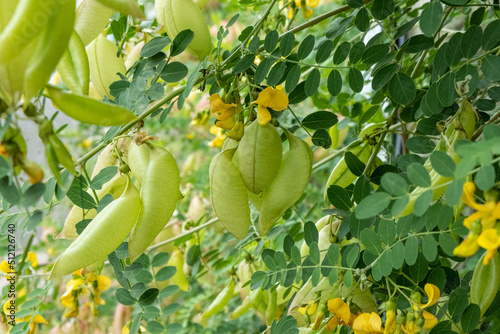 Robinier faux acacia (Robinia pseudoacacia)