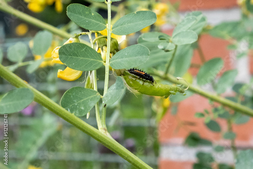 Larves de coccinelle
