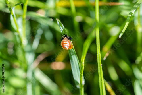Chrysalide d'une larve de coccinelle