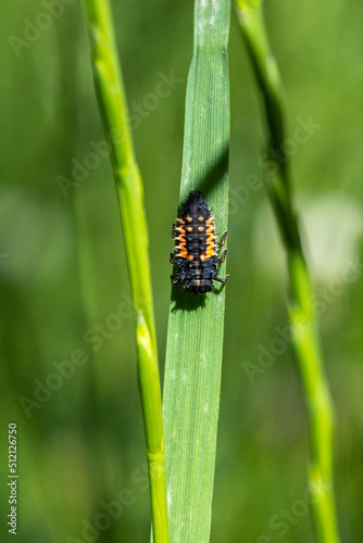 Larves de coccinelle