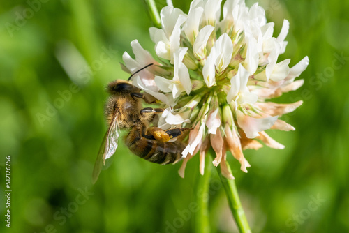 Abeille butinant une fleur de trèfle