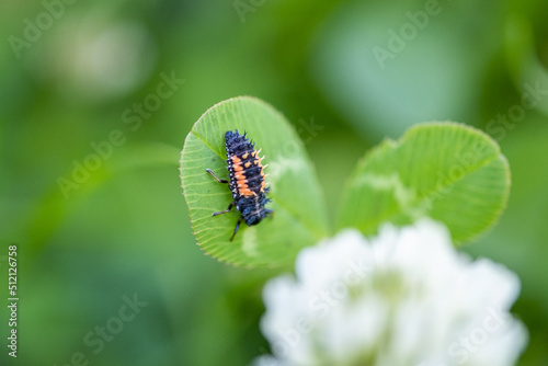 Larves de coccinelle