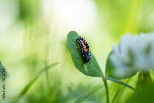 Larves de coccinelle