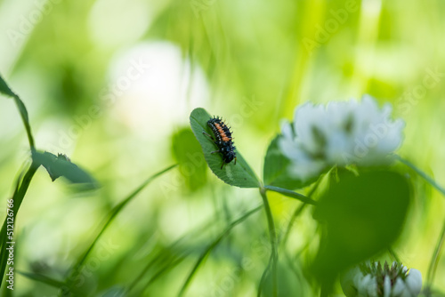 Larves de coccinelle