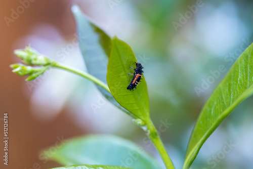 Larves de coccinelle
