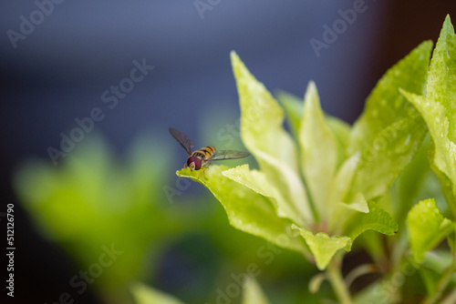 Syrphe ceinturé (Episyrphus balteatus)