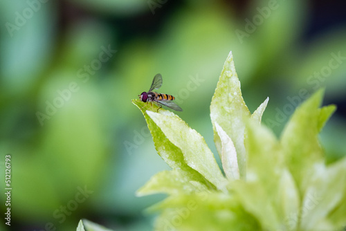 Syrphe ceinturé (Episyrphus balteatus)