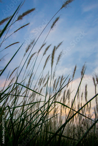 Imperata cylindrica (cogon grass) blowing in the wind,with sunset sky in the background