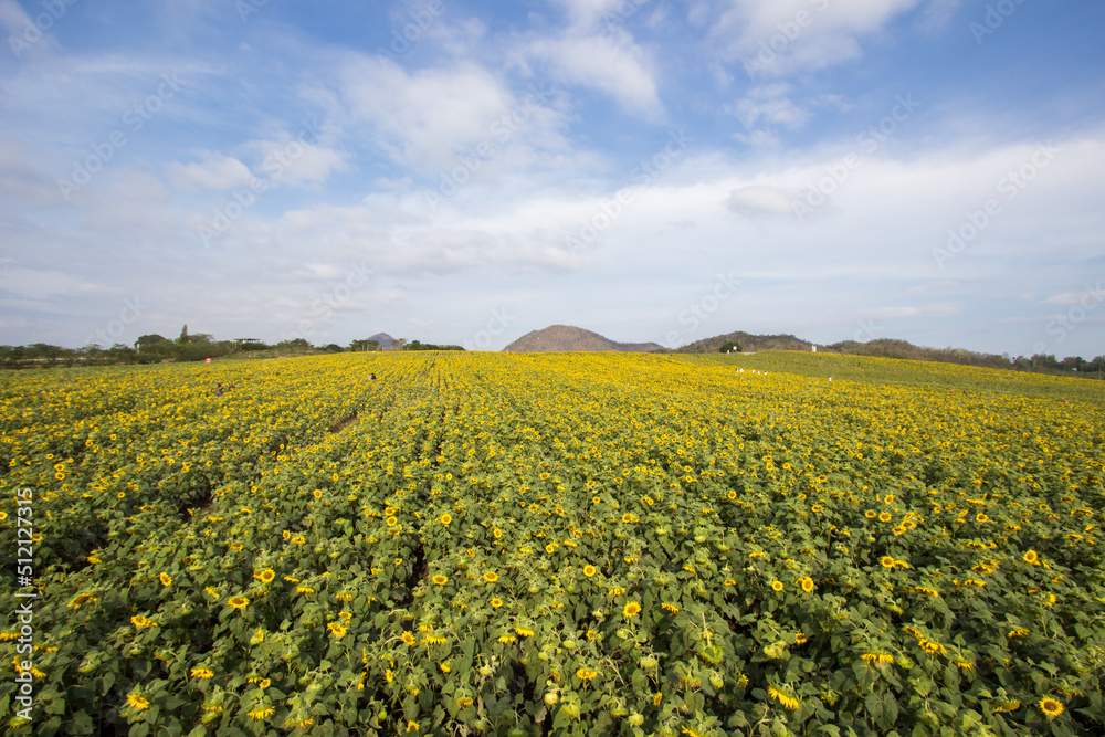 Field of sunflowers in Pak Chong district,Nakhon Ratchasima Province,northeastern Thailand.
