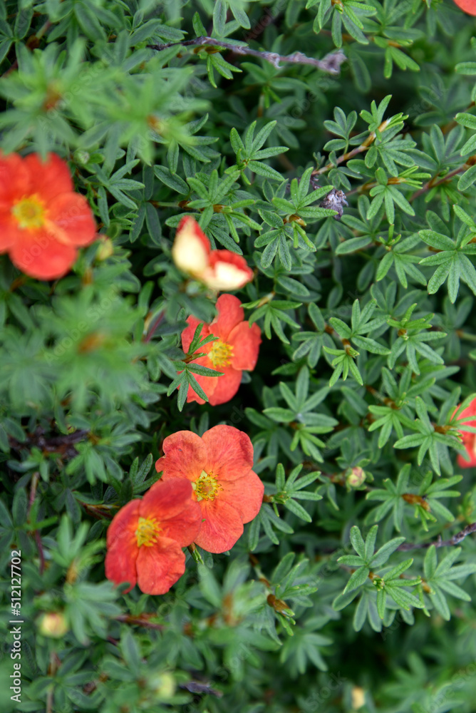 Red flowers Shrubby five-leafed Potentilla fruticosa on a green bush