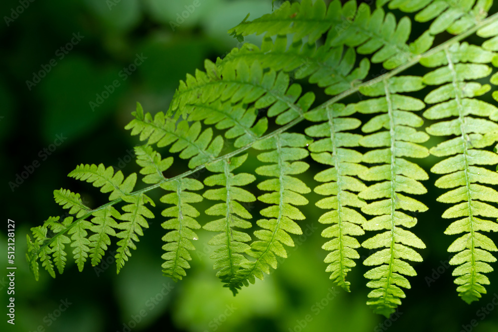 fern leaf in the forest fern leaf in the forest