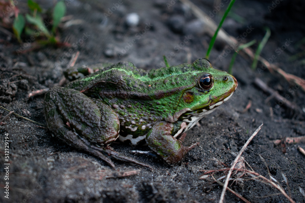 frog frog