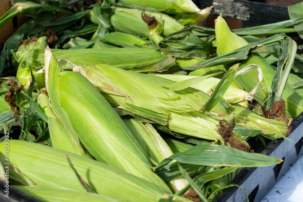 A harvest stockpile of fresh, sweet, whole, and raw organic corn husks. The cob has vibrant green husks with a vibrant yellow interior. The garden vegetable is stacked on a table at a farmer's market. A harvest stockpile of fresh, sweet, whole, and raw organic corn husks. The cob has vibrant green husks with a vibrant yellow interior. The garden vegetable is stacked on a table at a farmer's market.