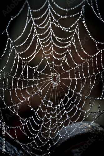 macro detail of a spiderweb with dew