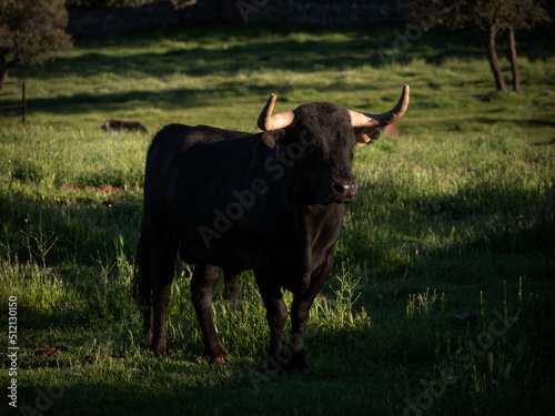 Spanish bull in a greenm field in spring.