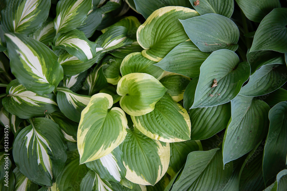 Hosta leaves
