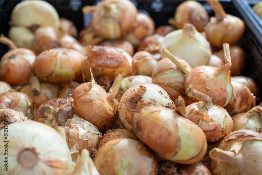 A large bunch of unpeeled raw yellow onions. The bulb vegetable is an organically grown produce. The Spanish onion or food item has a thin papery skin of a golden color. They are a ripe healthy crop. A large bunch of unpeeled raw yellow onions. The bulb vegetable is an organically grown produce. The Spanish onion or food item has a thin papery skin of a golden color. They are a ripe healthy crop.