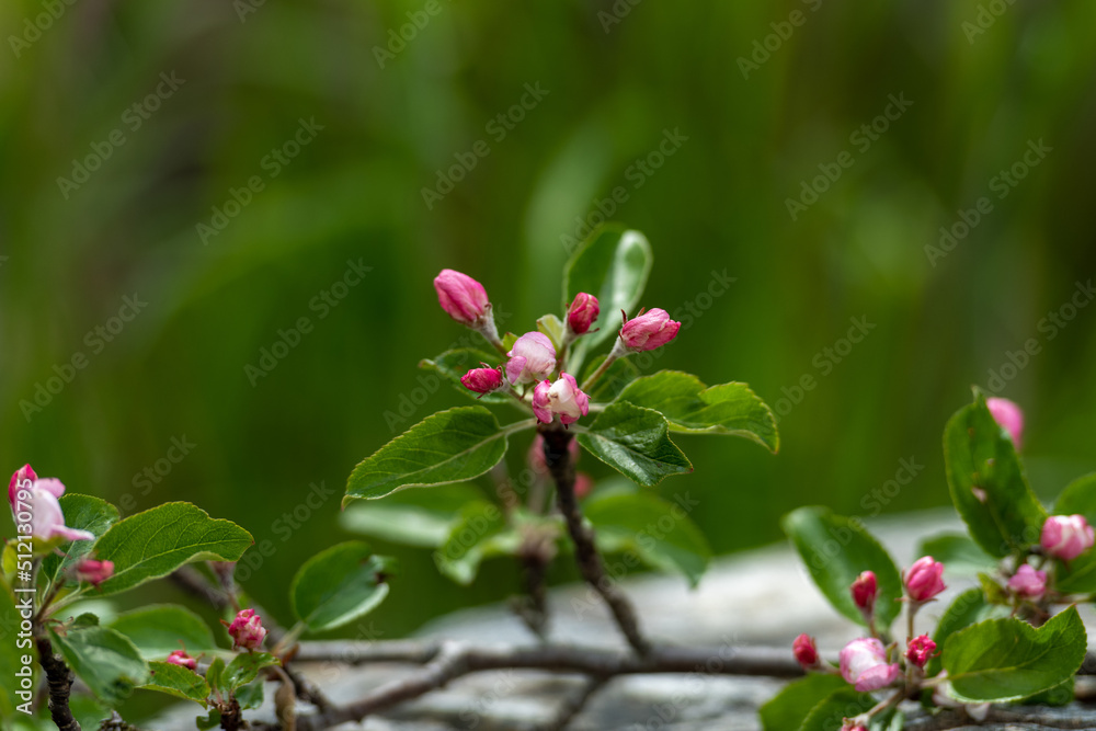 Small pink and white blossoms on a crab apple tree. The leaves on the branches are rich green in color. The delicate buds on the tree have small fresh petals that will produce crabapple fruit. Small pink and white blossoms on a crab apple tree. The leaves on the branches are rich green in color. The delicate buds on the tree have small fresh petals that will produce crabapple fruit.