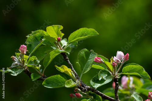 Small pink and white blossoms on a crab apple tree. The leaves on the branches are a rich green in color. The delicate buds on the tree have small fresh petals that will produce crabapple fruit. 