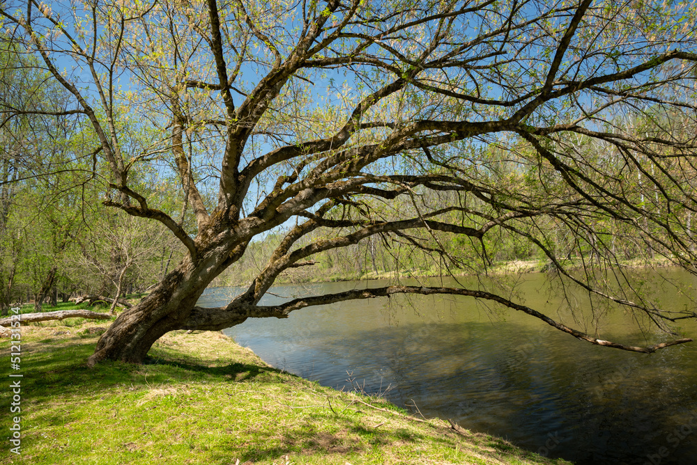 Tree and a River