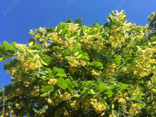 Closeup on blooming linden tree against blue sky. Nature background.